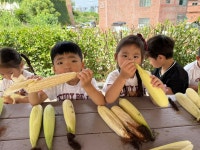 🌽❤️도담2반의 옥수수 day❤️🌽 - 도담2반♥ - 울산 큰사랑유치원★ 🌽❤️도담2반의 옥수수 day❤️🌽