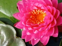 연꽃 - ─‥‥‥풍경 사진방 - 김민정 노래교실 연꽃