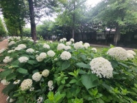 수국꽃이 화사한 경의선숲길에서... - 풍경사진 - nalani 나라니 수국꽃이 화사한 경의선숲길에서...