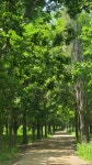 한강둔치길 나무숲속 길 풍경을 따라 걷다(2026.5.23) - 풍경사진 - nalani 나라니 한강둔치길 나무숲속 길 풍경을 따라 걷다(2026.5.23)
