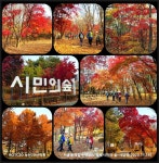 서울둘레길 4-2코스 양재시민의 숲-우면산길-사당역구간 트레킹...[ II ] - 산행사진(greennfield) - nalani 나라니 서울둘레길 4-2코스... 