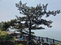 2025 나라니 서천(국립생태원, 장항송림산림욕장), 보령(죽도 상화원) 여행 풍경 (2025.5.31-6.1)...(2) - 나라니사진 - nalani 나라니... 