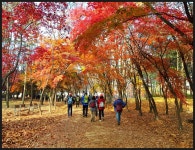 서울둘레길 4-2코스 양재시민의 숲-우면산-사당역 구간 트레킹(2020.11.14)....[ I ] - 산행사진(greennfield) - nalani 나라니 서울둘레길... 