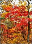서울둘레길 4-2코스 양재시민의 숲-우면산길-사당역구간 트레킹...[ II ] - 산행사진(greennfield) - nalani 나라니 서울둘레길 4-2코스... 
