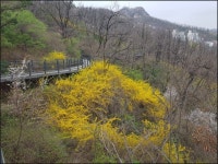 봄 기운 완연한 안산(295.9m) & 안산자락길 우중 산행(2021.4.3) - 산행사진(greennfield) - nalani 나라니 봄 기운 완연한 안산(295.9m)... 