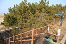 충남 태안 솔향기 5코스 - 국내여행관광산행 - 행복 삶터 충남 태안 솔향기 5코스