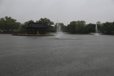 충남 부여 궁남지 연꽃 정원 - ‥─‥ 개인 여행사진 - 내고향진도 충남 부여 궁남지 연꽃 정원