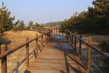 충남 태안 솔향기 5코스 - 국내여행관광산행 - 행복 삶터 충남 태안 솔향기 5코스