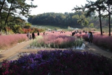 전북 익산 천만송이 국화축제 - 국내여행관광산행 - 행복 삶터 전북 익산 천만송이 국화축제