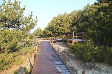 충남 태안 솔향기 5코스 - 국내여행관광산행 - 행복 삶터 충남 태안 솔향기 5코스