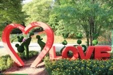 전남 영광 불갑사 상사화 - 국내여행관광산행 - 행복 삶터 전남 영광 불갑사 상사화