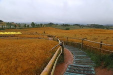 전북 고창 학원농장 청보리밭 - 국내여행관광산행 - 행복 삶터 전북 고창 학원농장 청보리밭