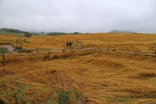 전북 고창 학원농장 청보리밭 - 국내여행관광산행 - 행복 삶터 전북 고창 학원농장 청보리밭