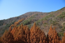 대전 장태산자연휴양림 - 국내여행관광산행 - 행복 삶터 대전 장태산자연휴양림