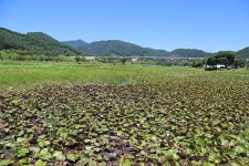 강원 화천 건넌들 연꽃단지 - ‥─‥ 개인 여행사진 - 내고향진도 강원 화천 건넌들 연꽃단지