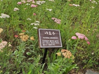 야로우 - 들 꽃 정 보 - 울산도보여행클럽 야로우