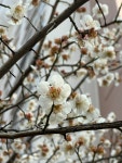 봄이 왔어요~ - 자유 게시판 - 아트항공레저 봄이 왔어요~