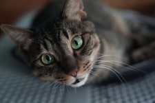 그 시각 고양이방의 풍경~ - ▶ 봉사 후기 - 팅커벨 프로젝트 그 시각 고양이방의 풍경~