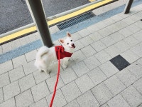 해피의 행복 가득한 일기🩷 - ▶ 입양 일기방 - 팅커벨 프로젝트 해피의 행복 가득한 일기🩷