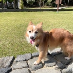 서서울 호수공원 산책하는 우리 예쁜 아가들과 봉사자님들 사진 모음 - ▶ 진행중인 주요행사방 - 팅커벨 프로젝트 서서울 호수공원 산책하는 우리... 