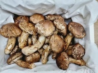 송이버섯 낼 나갑니다 ~~송이버섯 채취 - 송이버섯,능이버섯 - 중국희귀약초 약초본부 송이버섯 낼 나갑니다 ~~송이버섯 채취