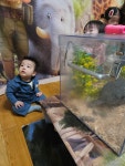 4월16일 쥬니멀 생태교실& 튤립 꽃 나들이 - 새싹반 - 아이살림생태어린이집 4월16일 쥬니멀 생태교실& 튤립 꽃 나들이