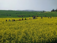 고창 청보리축제 2025.4.20 일 - 일반 게시판 - 수안보법수골 고창 청보리축제 2025.4.20 일