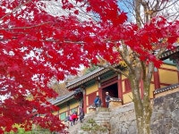 1 협곡열차 영주부석사 (2024,11.16 토) - 일반 게시판 - 수안보법수골 1 협곡열차 영주부석사 (2024,11.16 토)