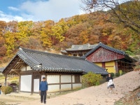 1 협곡열차 영주부석사 (2024,11.16 토) - 일반 게시판 - 수안보법수골 1 협곡열차 영주부석사 (2024,11.16 토)