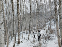 원대리 자작나무숲 2025.12.27 토 - 일반 게시판 - 수안보법수골 원대리 자작나무숲 2025.12.27 토