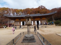 1 협곡열차 영주부석사 (2024,11.16 토) - 일반 게시판 - 수안보법수골 1 협곡열차 영주부석사 (2024,11.16 토)