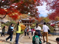 1 협곡열차 영주부석사 (2024,11.16 토) - 일반 게시판 - 수안보법수골 1 협곡열차 영주부석사 (2024,11.16 토)