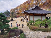 1 협곡열차 영주부석사 (2024,11.16 토) - 일반 게시판 - 수안보법수골 1 협곡열차 영주부석사 (2024,11.16 토)