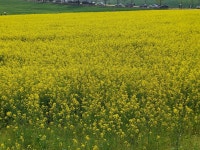 완도( 2025.4.20 일) - 일반 게시판 - 수안보법수골 완도( 2025.4.20 일)