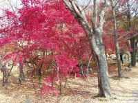 1 협곡열차 영주부석사 (2024,11.16 토) - 일반 게시판 - 수안보법수골 1 협곡열차 영주부석사 (2024,11.16 토)