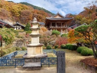 1 협곡열차 영주부석사 (2024,11.16 토) - 일반 게시판 - 수안보법수골 1 협곡열차 영주부석사 (2024,11.16 토)