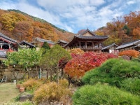 1 협곡열차 영주부석사 (2024,11.16 토) - 일반 게시판 - 수안보법수골 1 협곡열차 영주부석사 (2024,11.16 토)