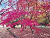 1 협곡열차 영주부석사 (2024,11.16 토) - 일반 게시판 - 수안보법수골 1 협곡열차 영주부석사 (2024,11.16 토)