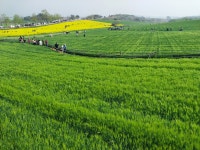 고창 청보리축제 2025.4.20 일 - 일반 게시판 - 수안보법수골 고창 청보리축제 2025.4.20 일