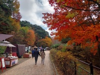 1 협곡열차 영주부석사 (2024,11.16 토) - 일반 게시판 - 수안보법수골 1 협곡열차 영주부석사 (2024,11.16 토)