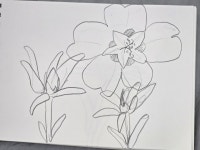채송화 즐기다 기초원통드로잉 - 매주수요일10시~13시까지 수채화작업즐기다 - 수채화,기초연필,수채화드로잉 수요동호회^^와WA 채송화 즐기다... 