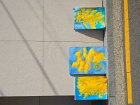 노랑 은행나무 즐기다 - 매주수요일10시~13시까지 수채화작업즐기다 - 수채화,기초연필,수채화드로잉 수요동호회^^와WA 노랑 은행나무 즐기다