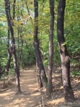 청담공원 야외수채화 즐기다 가을숲길 - 우리들의 이야기 - 수채화,기초연필,수채화드로잉 수요동호회^^와WA 청담공원 야외수채화 즐기다 가을숲길