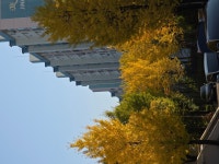 노랑 은행나무 즐기다 - 매주수요일10시~13시까지 수채화작업즐기다 - 수채화,기초연필,수채화드로잉 수요동호회^^와WA 노랑 은행나무 즐기다