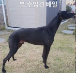 즐거움~ - 장고켄넬(전북고창) - 하운드사냥개클럽 즐거움~