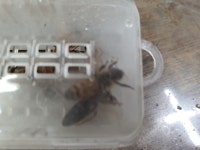 산란왕 판매 - 회원들 왕대/신왕/산란왕 판매방 - 꿀벌사랑꿀사랑 산란왕 판매