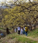 봄의 전령사 이천 산수유 마을과 원주 신림 용소막 성당을 가다 - 평론... 봄의 전령사 이천 산수유 마을과 원주 신림 용소막 성당을 가다