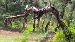 마지막코스 - ●팔공산둘레길(한티등) - 부산해송산악회(BHT) 마지막코스