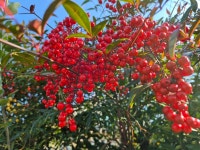 팔공신둘레길 1 2 6구간 - ●팔공산둘레길(한티등) - 부산해송산악회(BHT) 팔공신둘레길 1 2 6구간