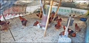 2024..7.25-8.16까지 활동내용 - 논골농장 - 논골식당,민박 2024..7.25-8.16까지 활동내용